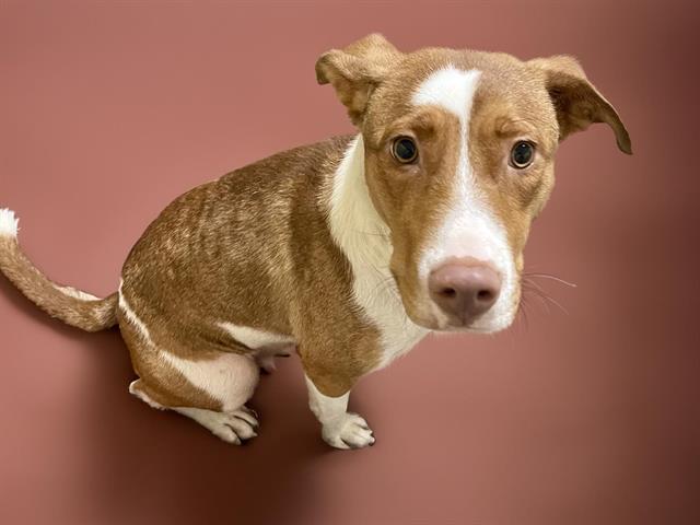 adoptable Dog in Tulsa, OK named MARY POPPINS