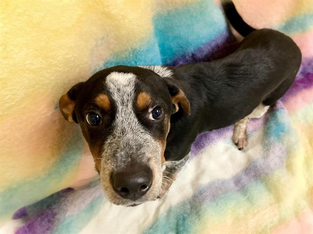 adoptable Dog in Tulsa, OK named BUCKY