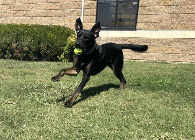 adoptable Dog in Tulsa, OK named EREBAS