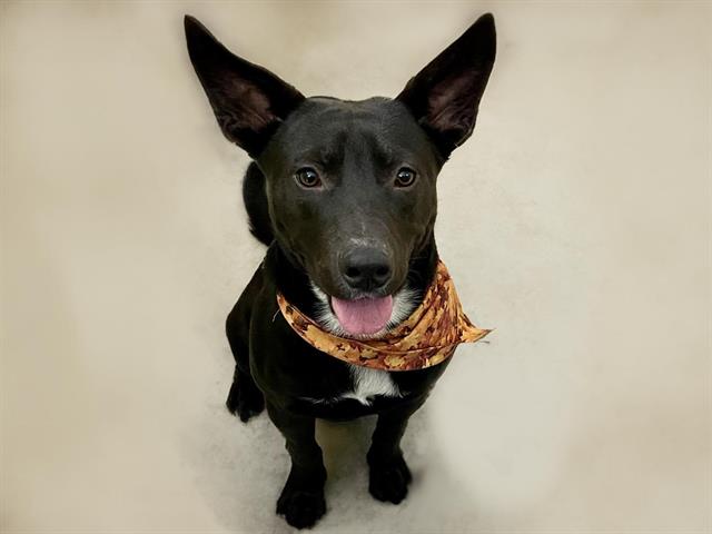 adoptable Dog in Tulsa, OK named MILES