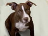 adoptable Dog in , OK named JETHRO