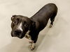 adoptable Dog in , OK named FIONA