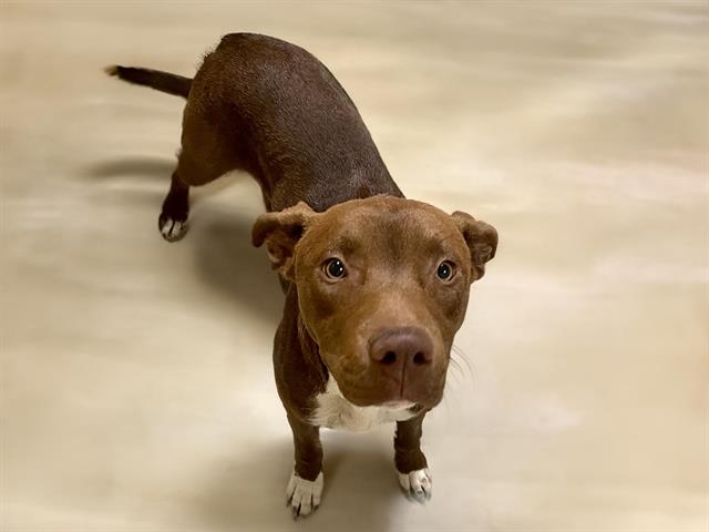 adoptable Dog in Tulsa, OK named CANELO