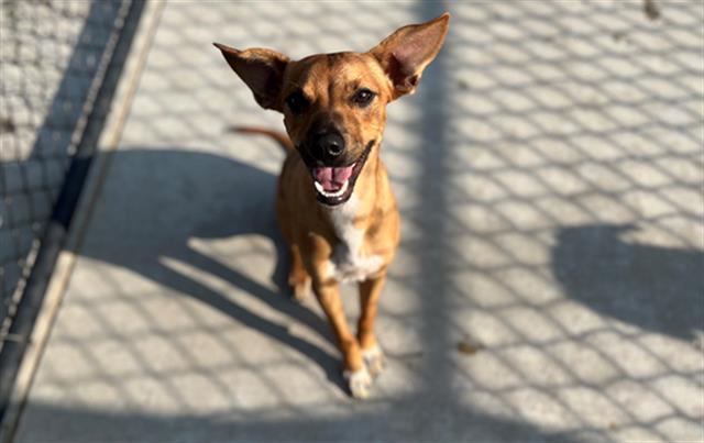 adoptable Dog in Tulsa, OK named GIMLIE