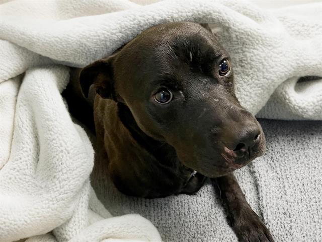 adoptable Dog in Tulsa, OK named JASON