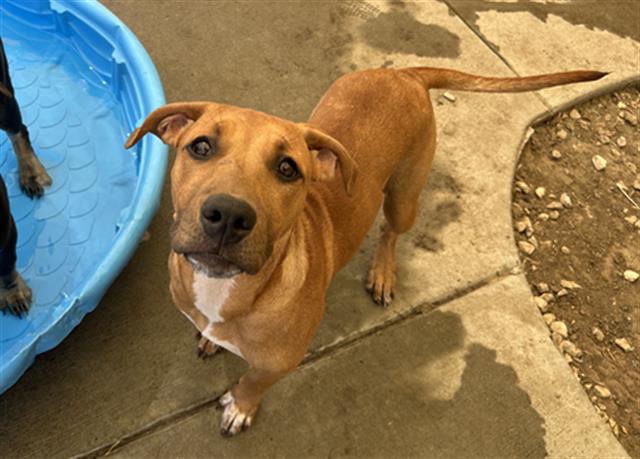 adoptable Dog in Tulsa, OK named SYLVIA