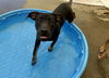 adoptable Dog in , OK named HATTIE