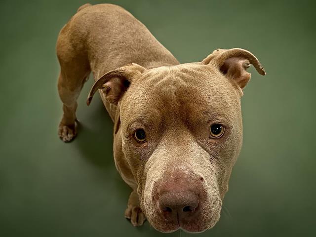 adoptable Dog in Tulsa, OK named PINEAPPLE PUPPY