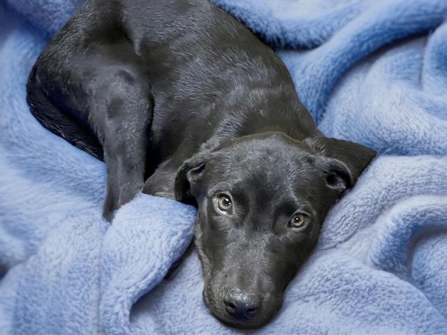 adoptable Dog in Tulsa, OK named HERSHEY