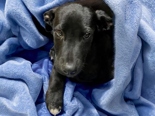 adoptable Dog in Tulsa, OK named TOBLERONE