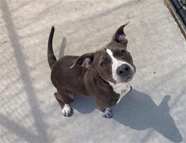 adoptable Dog in Tulsa, OK named HARLEY