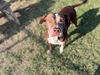 adoptable Dog in Tulsa, OK named SPACEMAN JONES