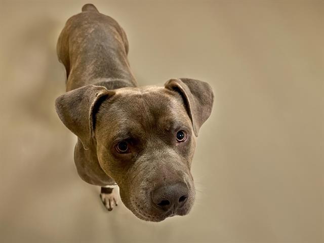 adoptable Dog in Tulsa, OK named BLUE