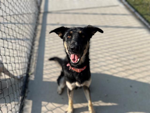 adoptable Dog in Tulsa, OK named MS JACKSON