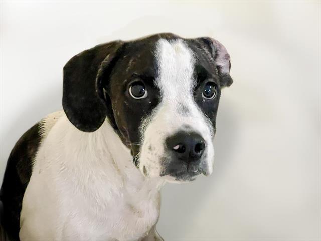 adoptable Dog in Tulsa, OK named BILLIE