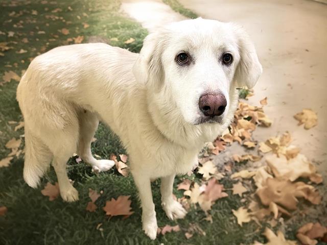 adoptable Dog in Tulsa, OK named PIXIE