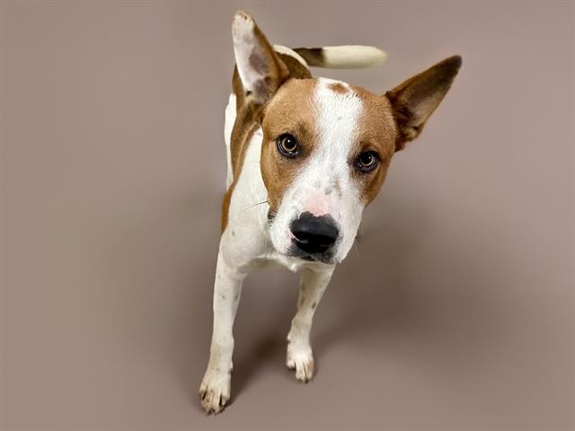 adoptable Dog in Tulsa, OK named ORVILLE