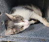 adoptable Cat in Tulsa, OK named SQUIGGY