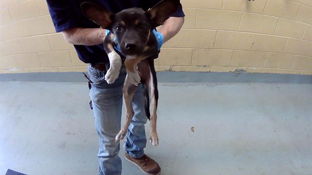 adoptable Dog in Tulsa, OK named RUST-EZE