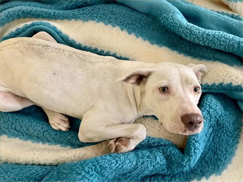 picture of the dog needing adoption