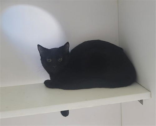 picture of the cat needing adoption