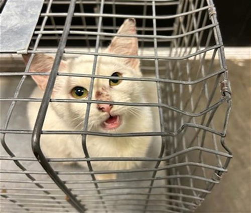 picture of the cat needing adoption