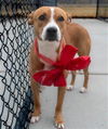 adoptable Dog in  named MOCHA