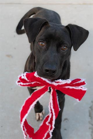 adoptable Dog in Tulsa, OK named JOY