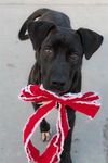 adoptable Dog in  named JOY