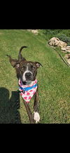 adoptable Dog in  named JAZ