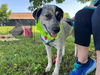 adoptable Dog in  named MISS KITTY