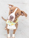 adoptable Dog in  named ADMIRAL