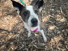 adoptable Dog in  named SHE RA