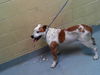 adoptable Dog in  named BURRITO