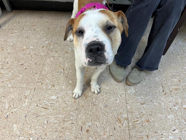 adoptable Dog in Tulsa, OK named TACO