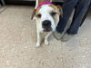 adoptable Dog in  named TACO