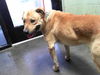 adoptable Dog in  named BEAR