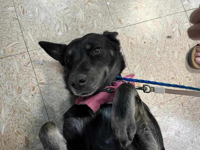 adoptable Dog in Tulsa, OK named NILA