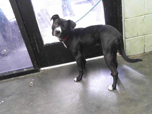 adoptable Dog in Tulsa, OK named SWEET PEA