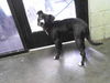 adoptable Dog in  named SWEET PEA