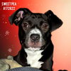 SWEET PEA - Photo 1
