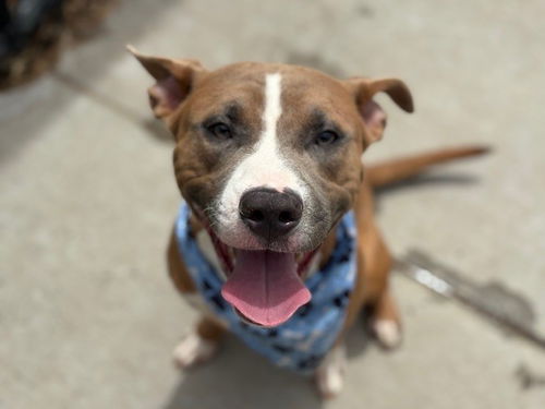picture of the dog needing adoption
