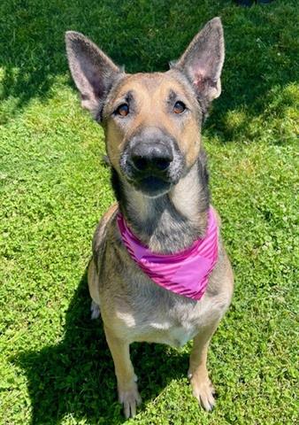 adoptable Dog in Tulsa, OK named CARA