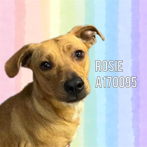 ROSIE