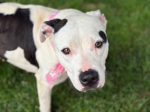 picture of the dog needing adoption