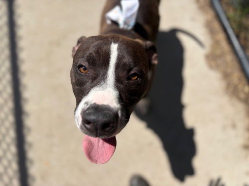 picture of the dog needing adoption