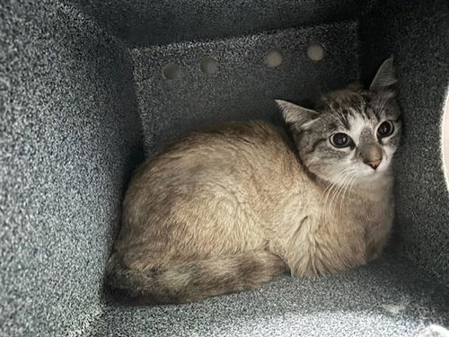 picture of the cat needing adoption