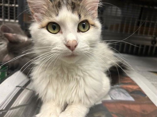 picture of the cat needing adoption