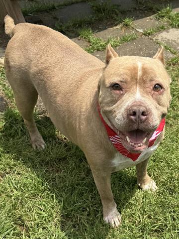 adoptable Dog in Tulsa, OK named TATER TOT