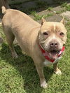 adoptable Dog in  named TATER TOT